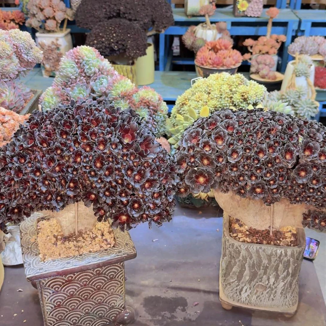 婷*了多肉植物的生长发育