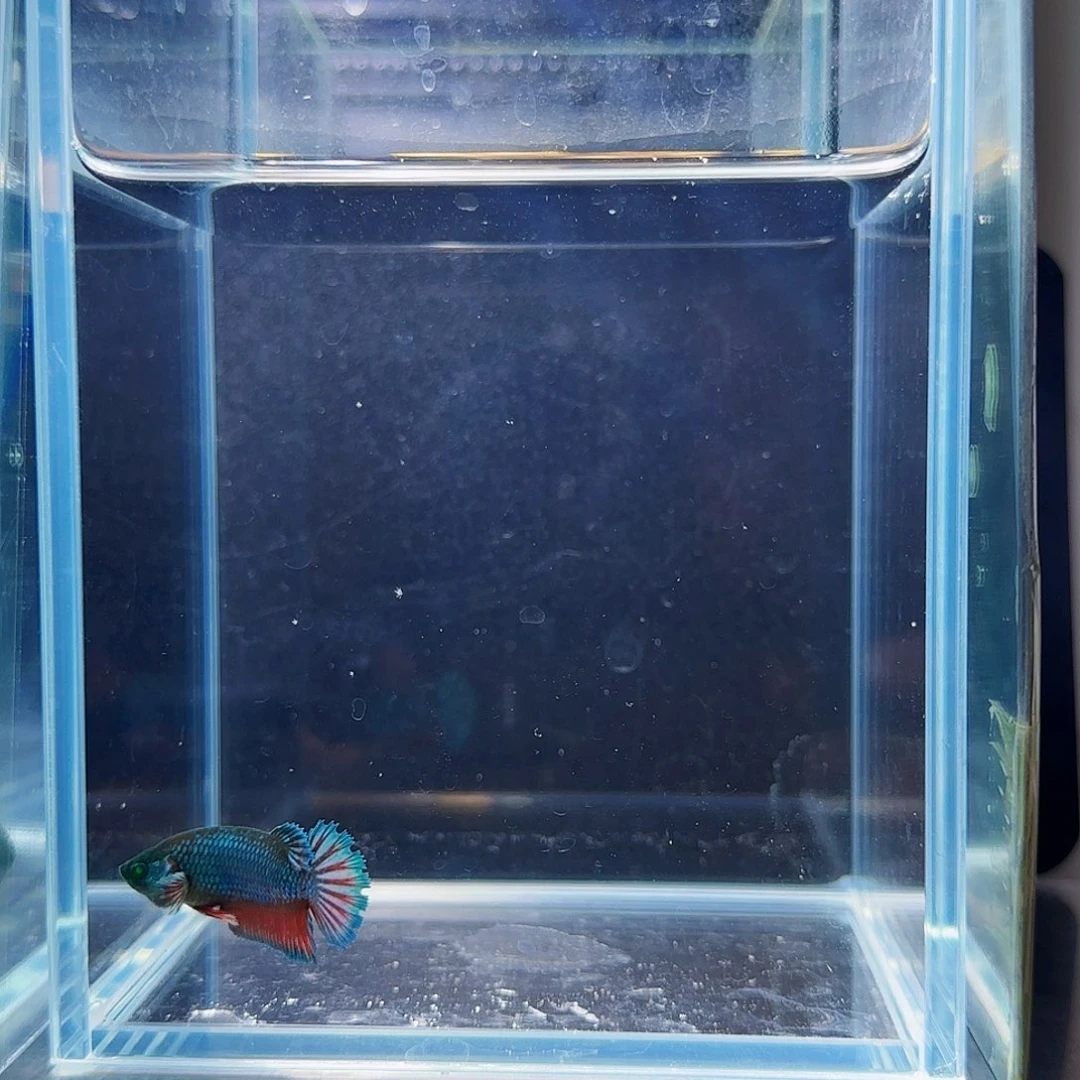 斗鱼活体观赏鱼好养耐活