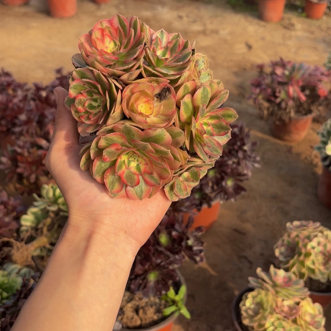 荔枝绣球9.9多肉植物