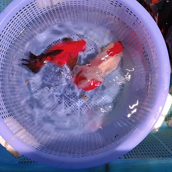 金鱼090泰狮两条特价顺丰包邮