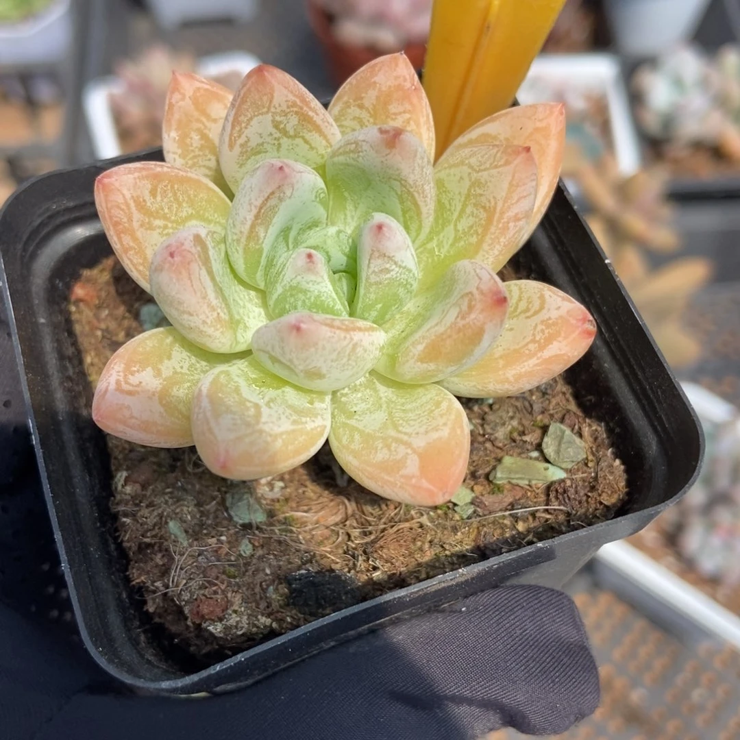 566阿凡达多肉植物保护