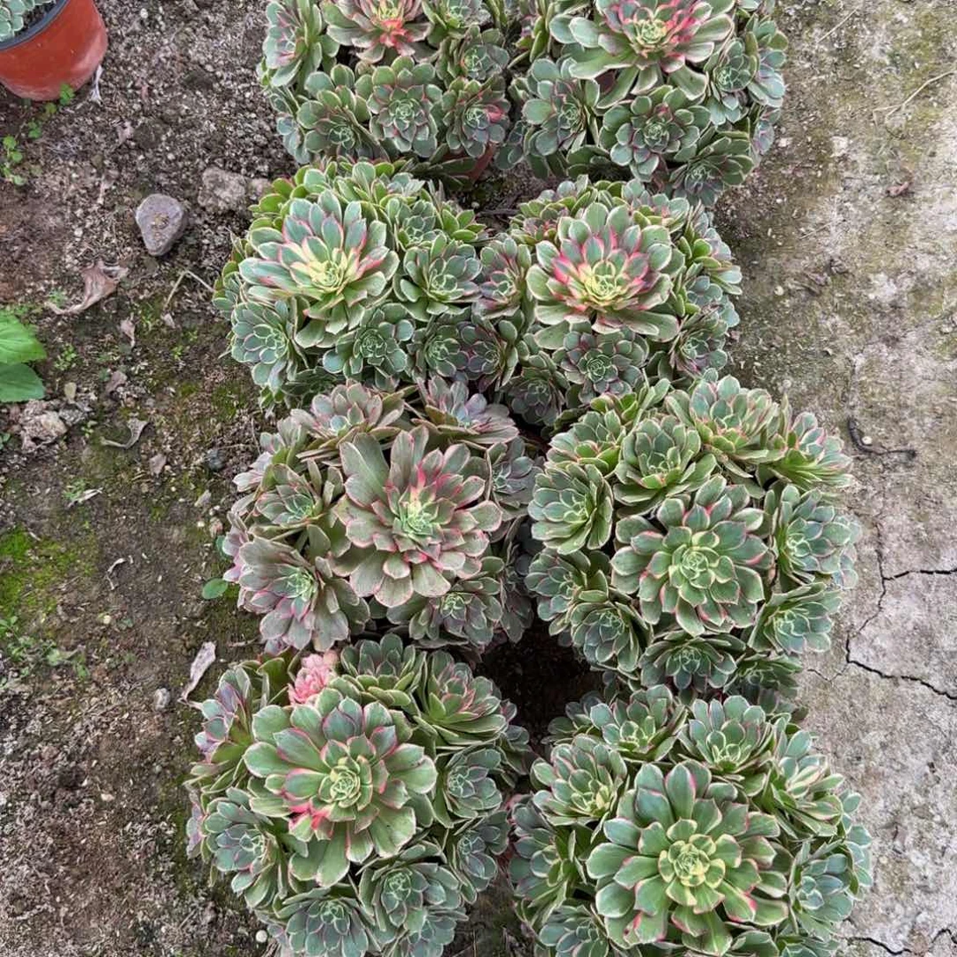 高贵一个。多肉植物