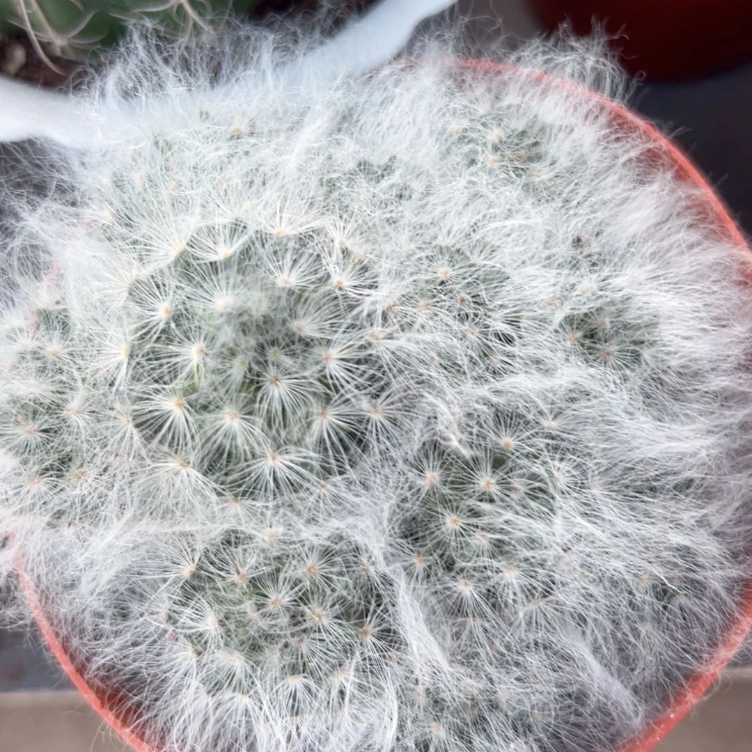 白云高砂随机一颗。