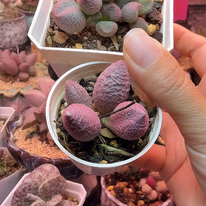 一***明水蜜桃的味道真的很