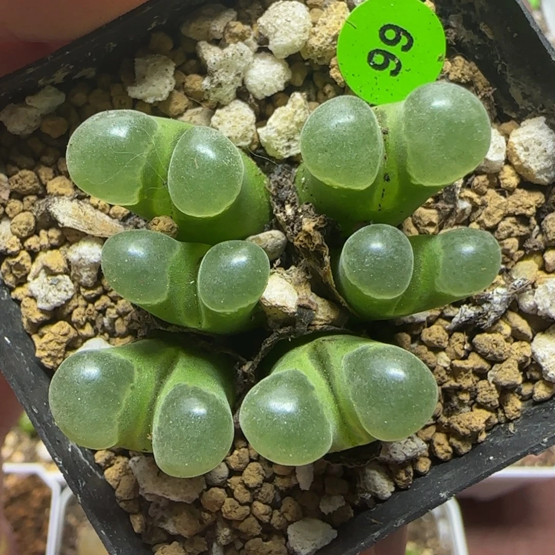 极窗群多肉植物99