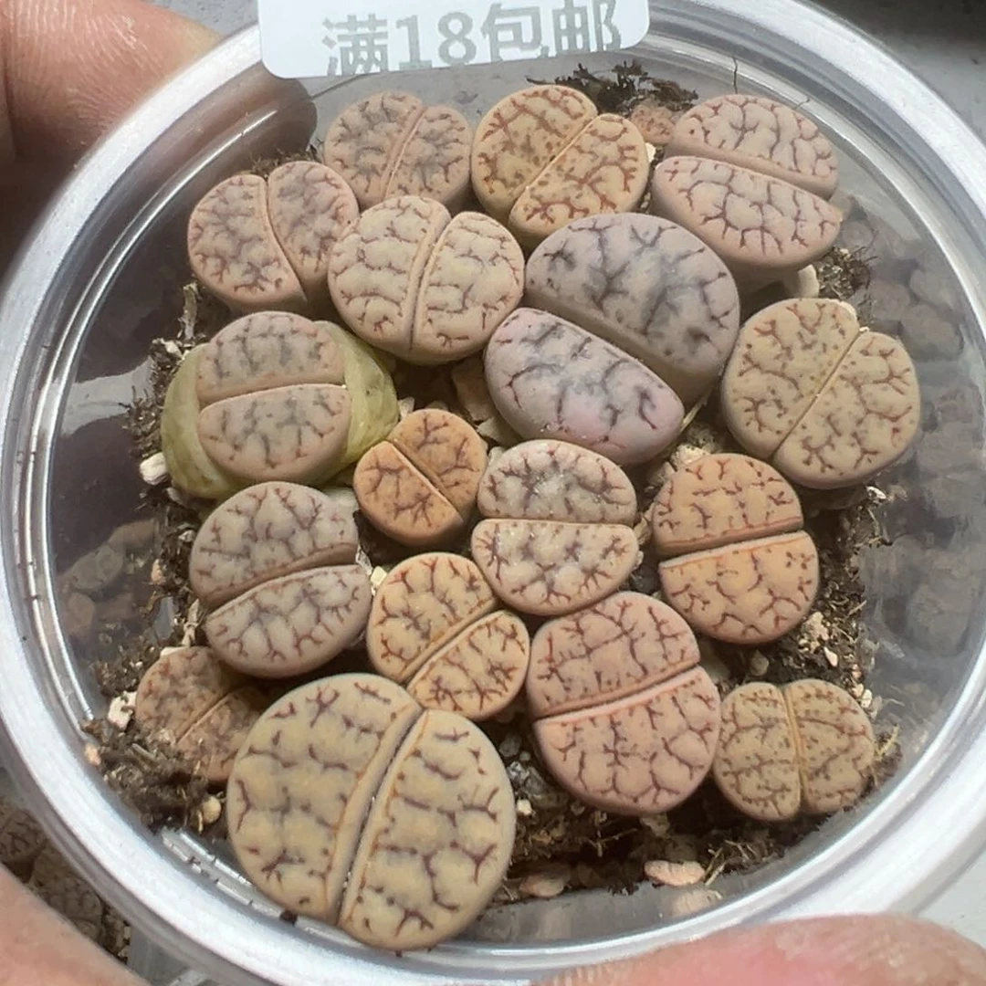 【闪购商品】 073。