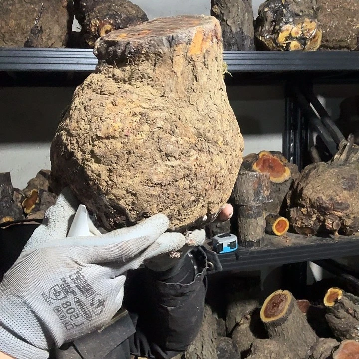 主***钵香榧木火琉璃的故事是一个故事