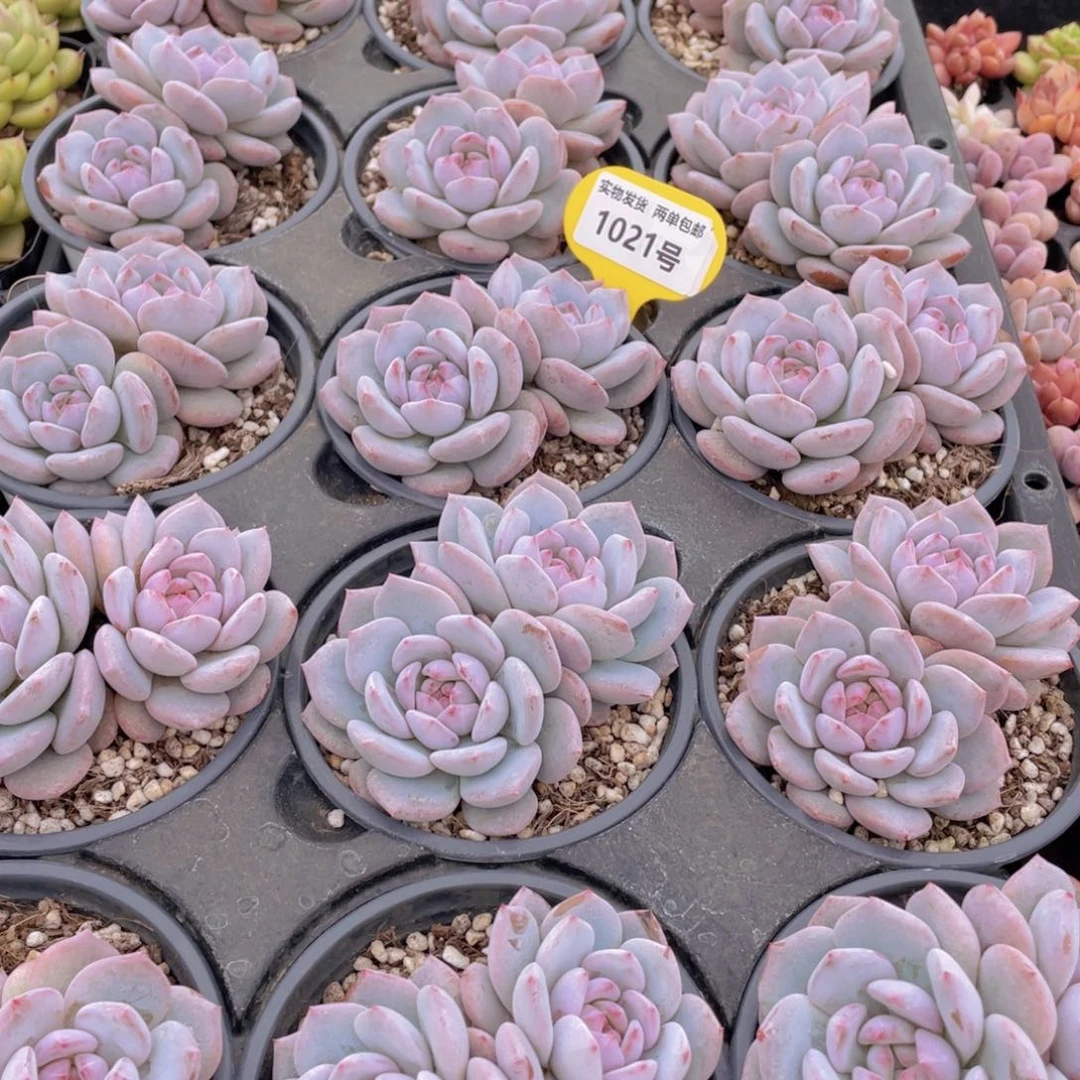 1021号 星星橙大双头一个