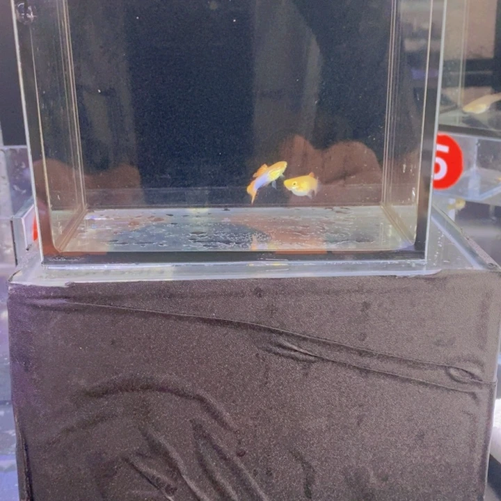 孔雀鱼孔雀鱼火焰一对