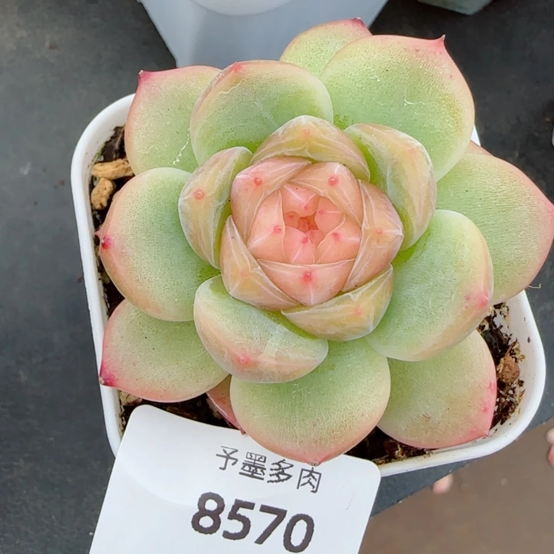 胭脂，8570多肉植物