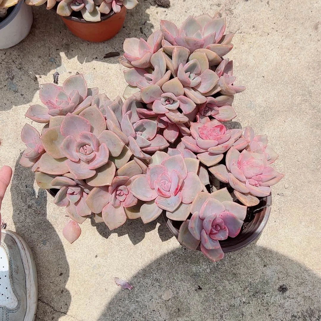 彩虹糖造型精品老桩三盆120