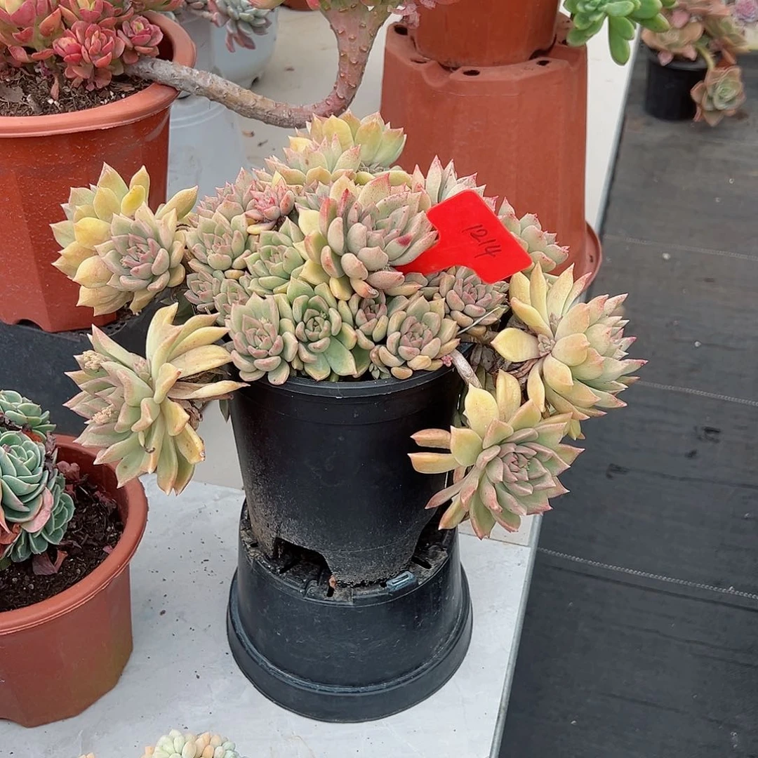 Z****?1214璀璨多肉植物