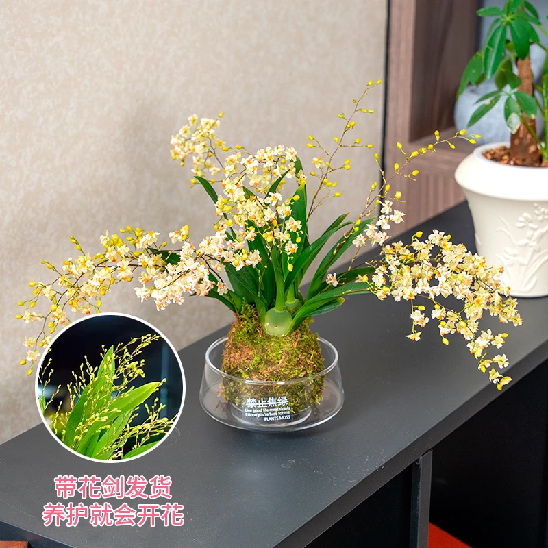 梦香兰冬带花苞梦香文心兰金黄色花苔藓球室内客厅茶几耐寒年宵花