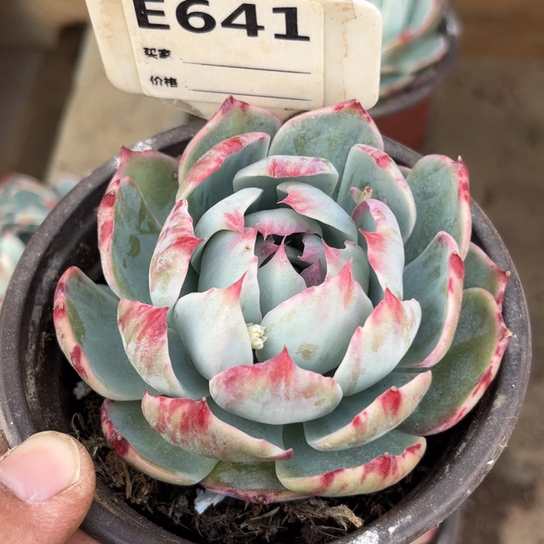 本**心惊鸿一瞥641号线的地铁