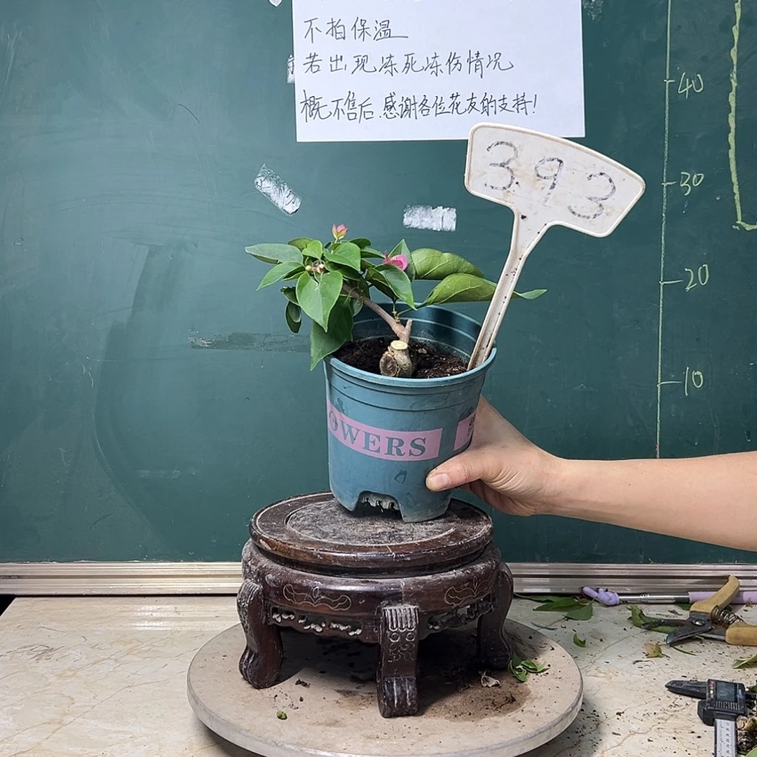 完全开放  绿叶宫粉 坨坨  393