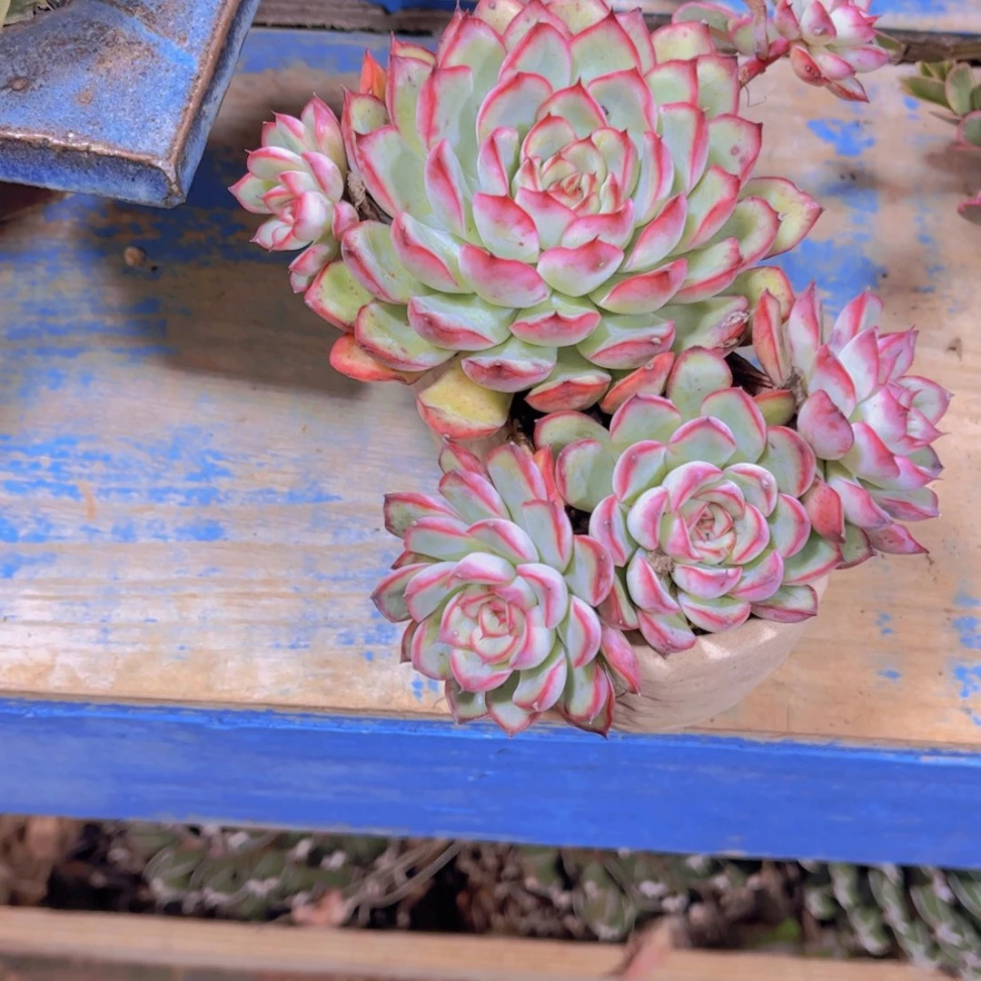 雨***露带盆走快递发货多肉植物保护研究所