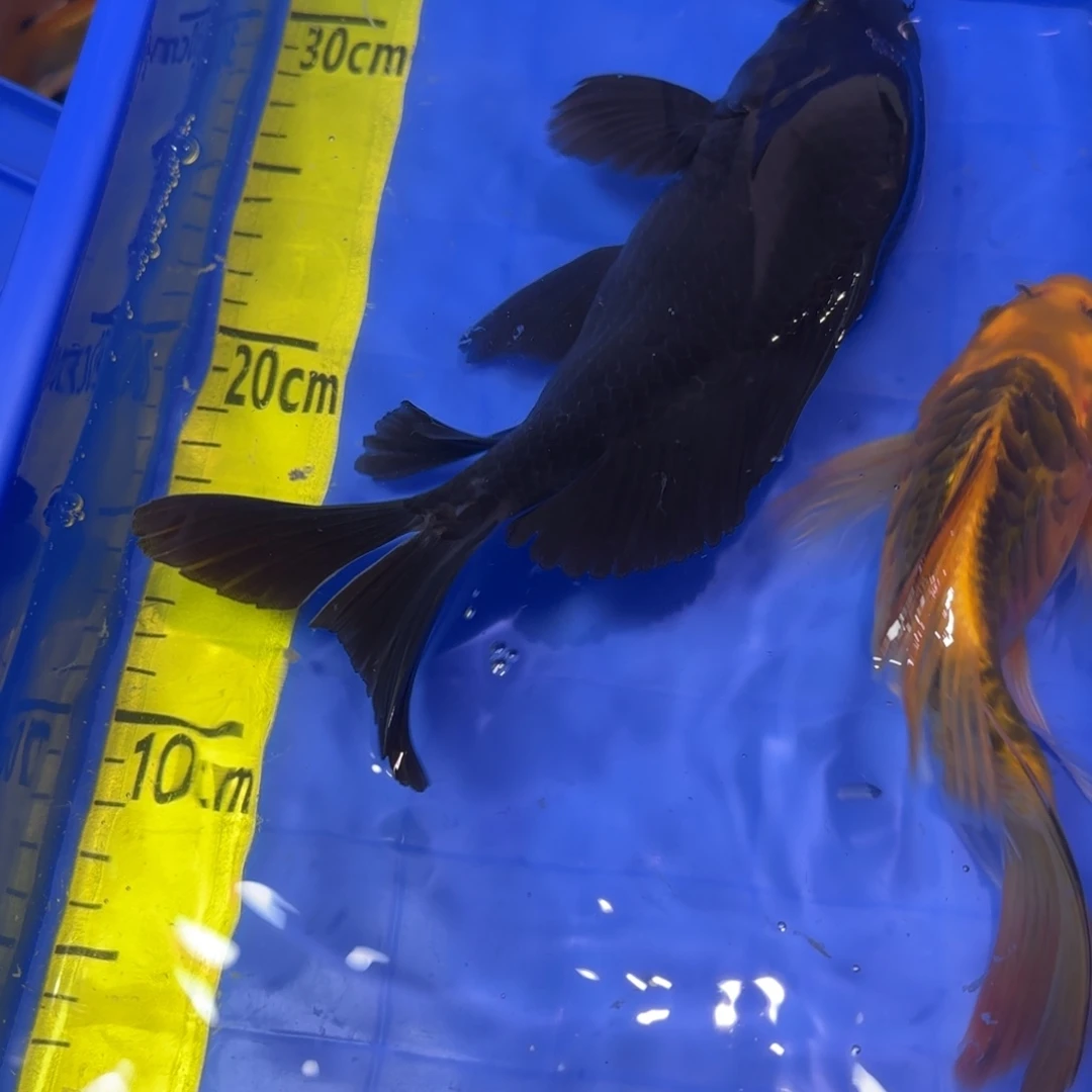 中国大陆蝴蝶鲤两条