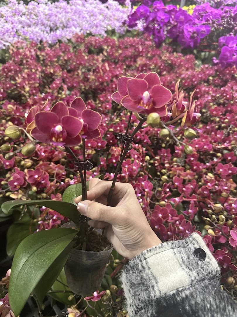 蝴蝶兰【金边红龙】蜡质花带花发货 室内花花 广州基地直发