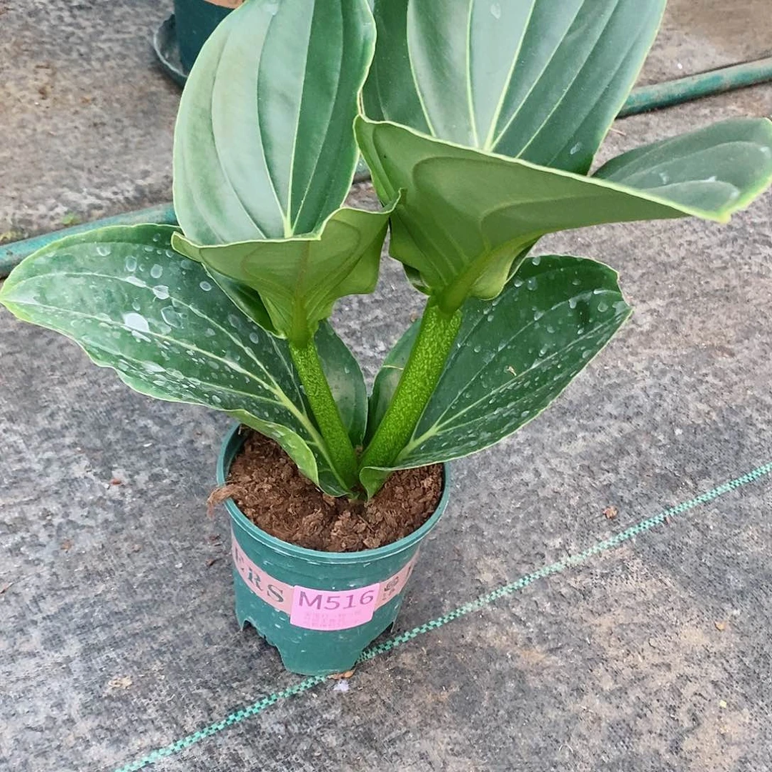 无花朵落**梅木本花卉516