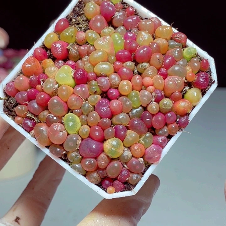 毛毛样品1颗带盆号1