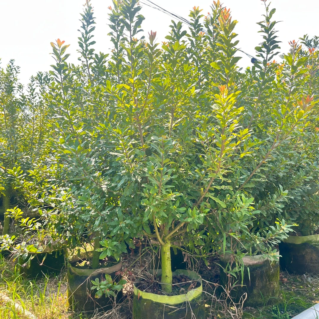 东魁杨梅果树苗一物一拍