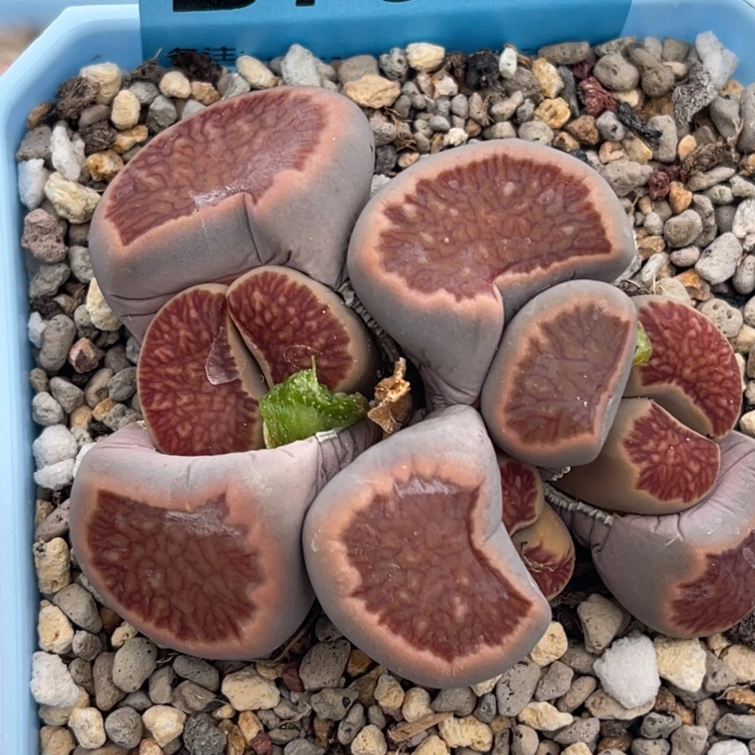 7969三头菊群一颗