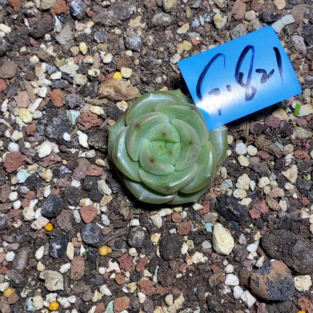 我****人多肉植物多肉植物1821