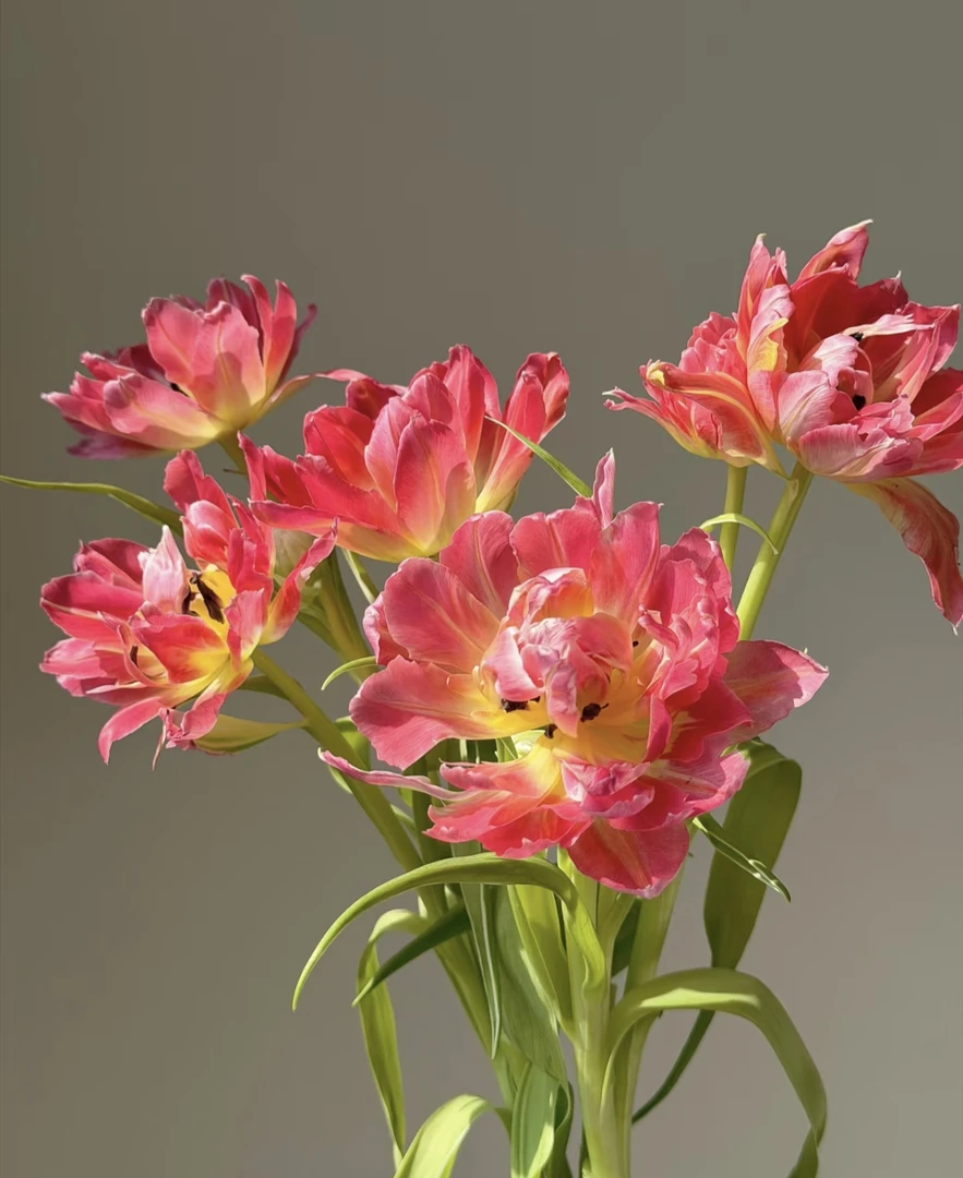 【半岛花铺】香糖浆布丁郁金香 云南基地直发 两单顺丰冷链