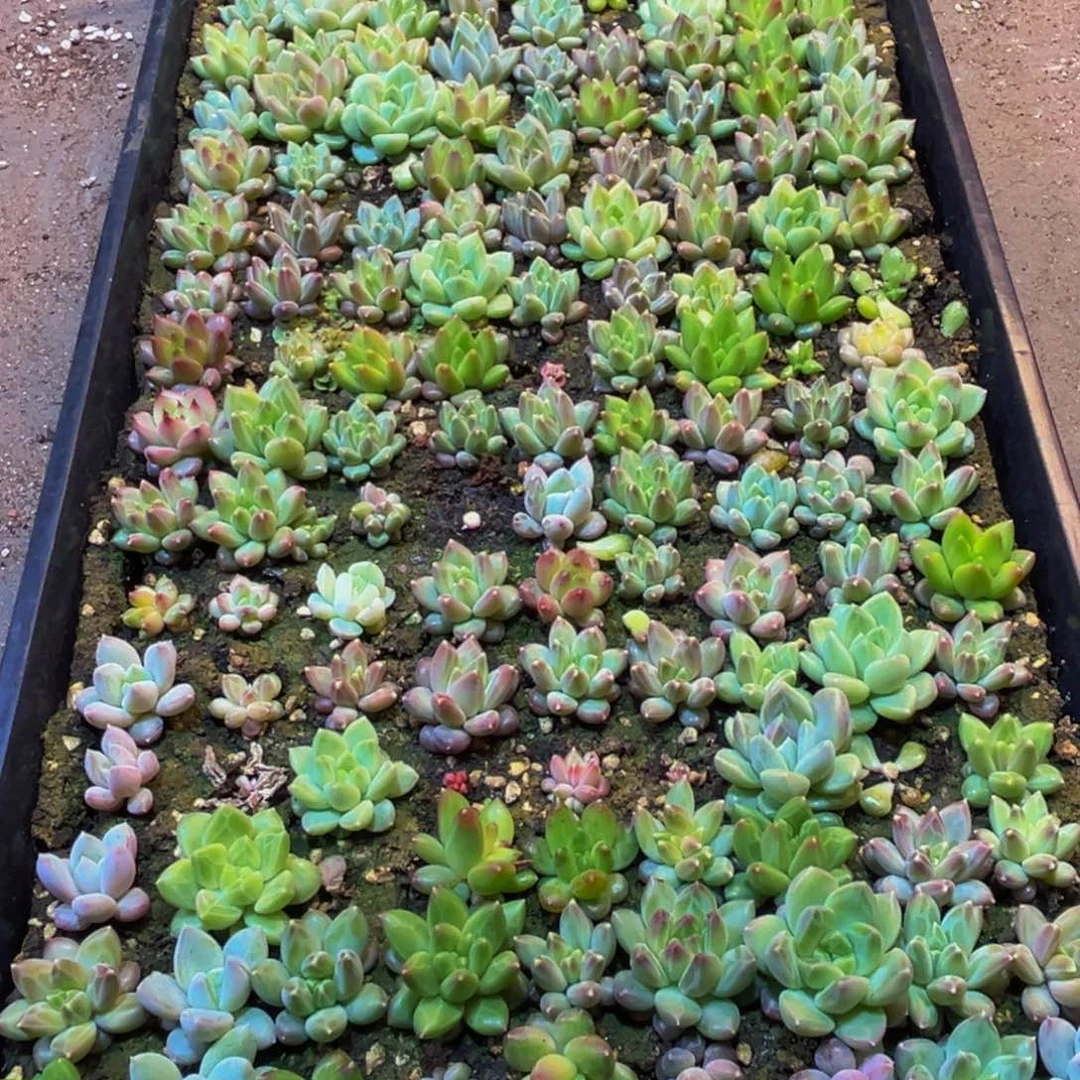 醉***景809多肉葡萄的价格是多少