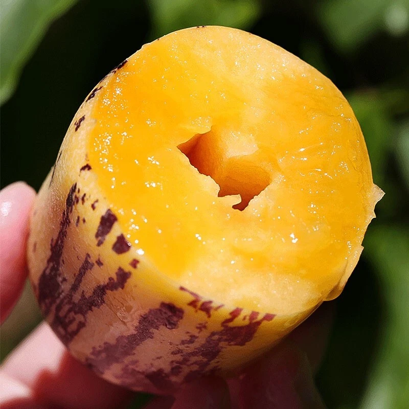 甘肃民勤沙漠人参果4.5斤新鲜现摘应季水果黄肉人生果