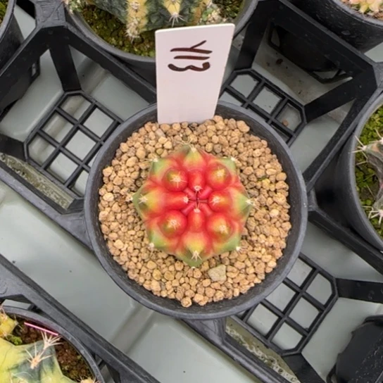 花**夏13-0222candy脱土发多肉