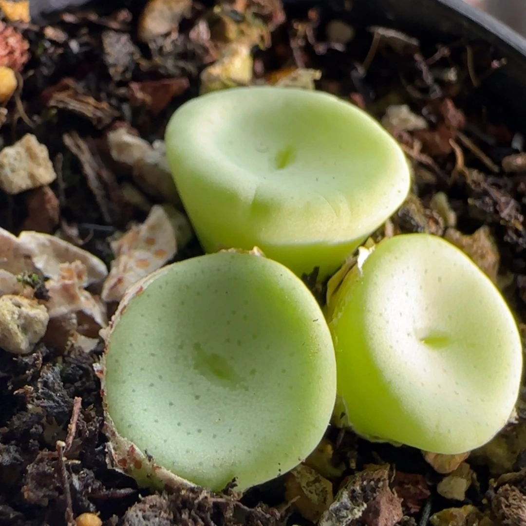 【闪购商品】11065