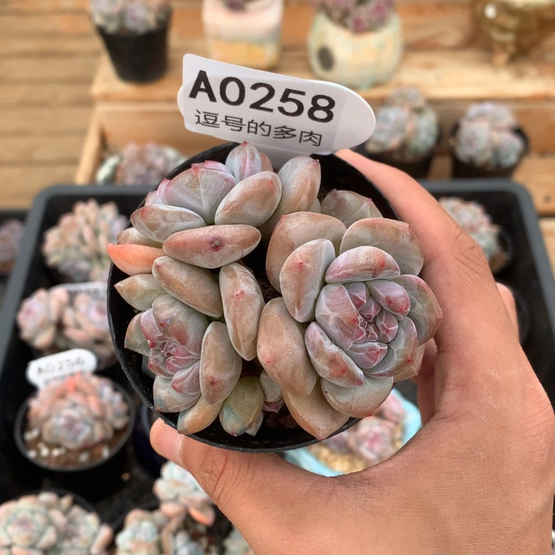 A0258 突尼斯 有砍 8cm