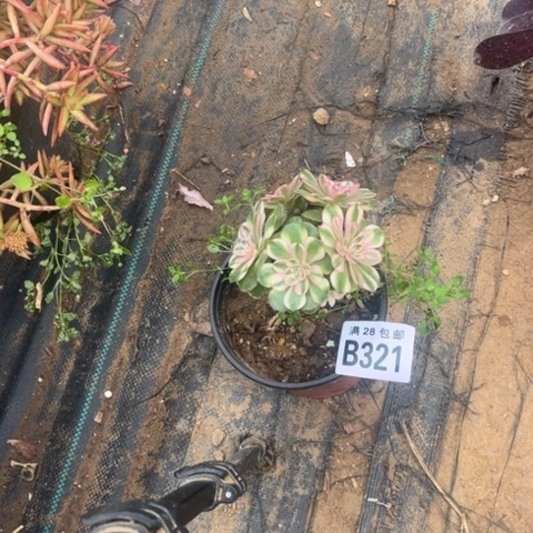 慧***舞312荔枝不包断枝