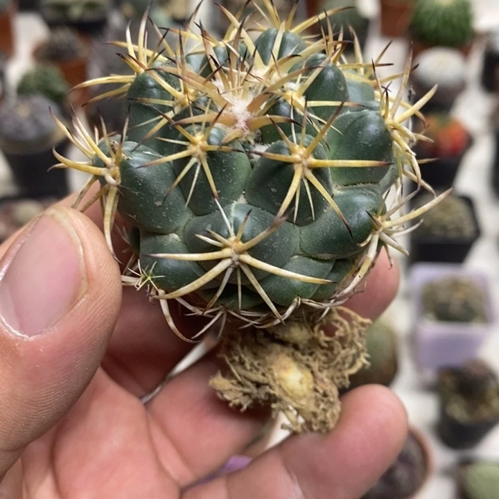 实生天丝象牙特价