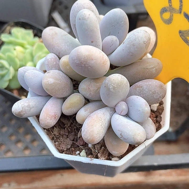 千***~多肉植物蛋黄奶821多肉