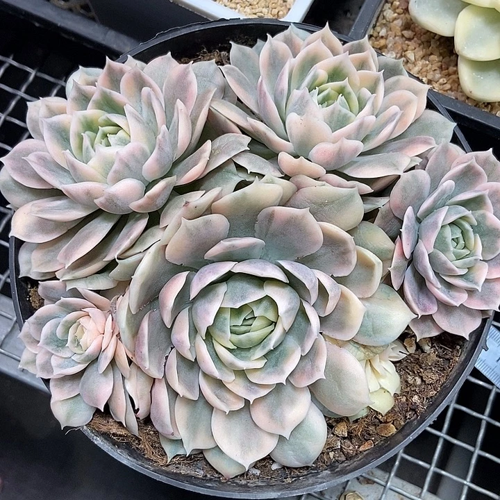 昂斯诺锦群多肉植物