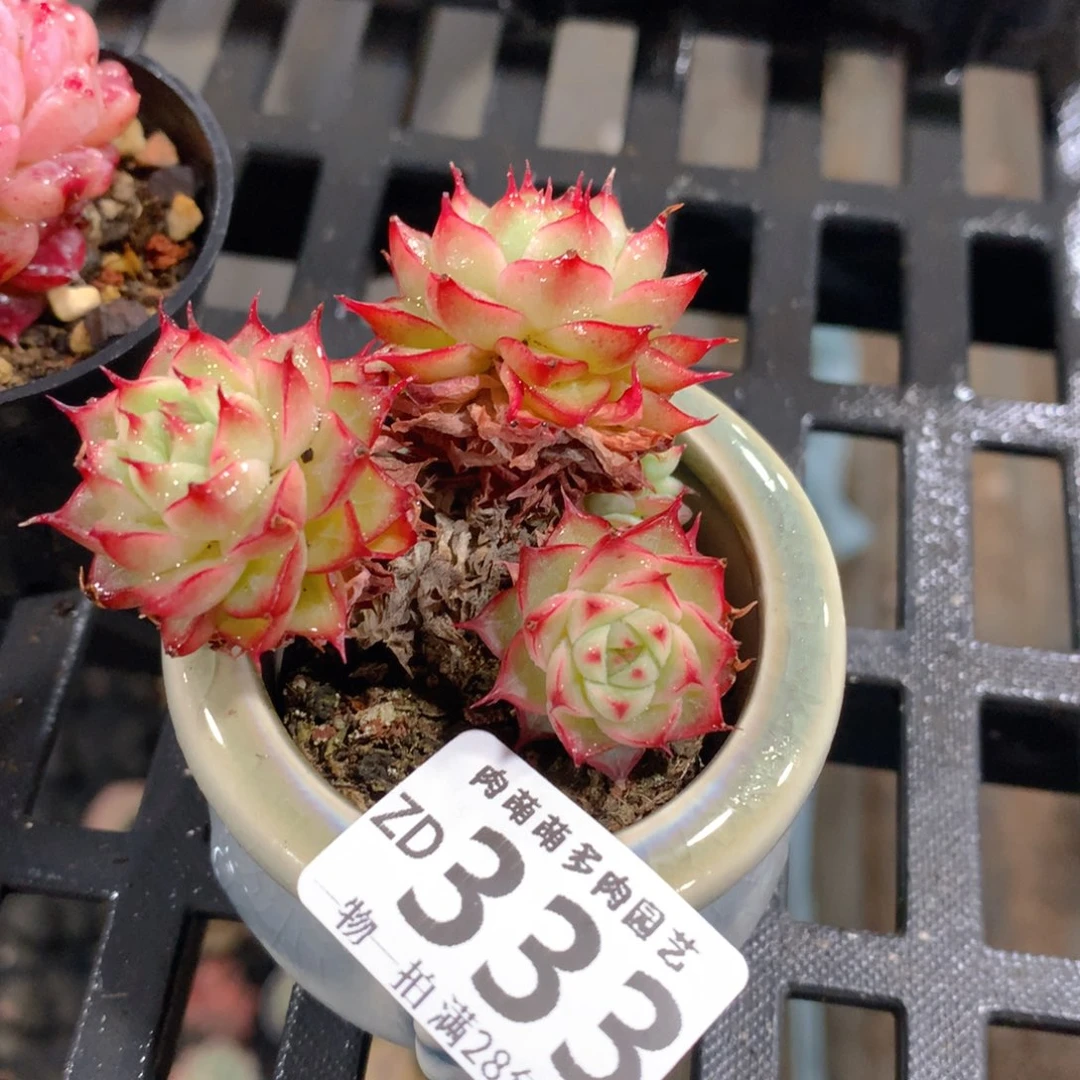 肉萌萌拇指盆精控多肉ZD333