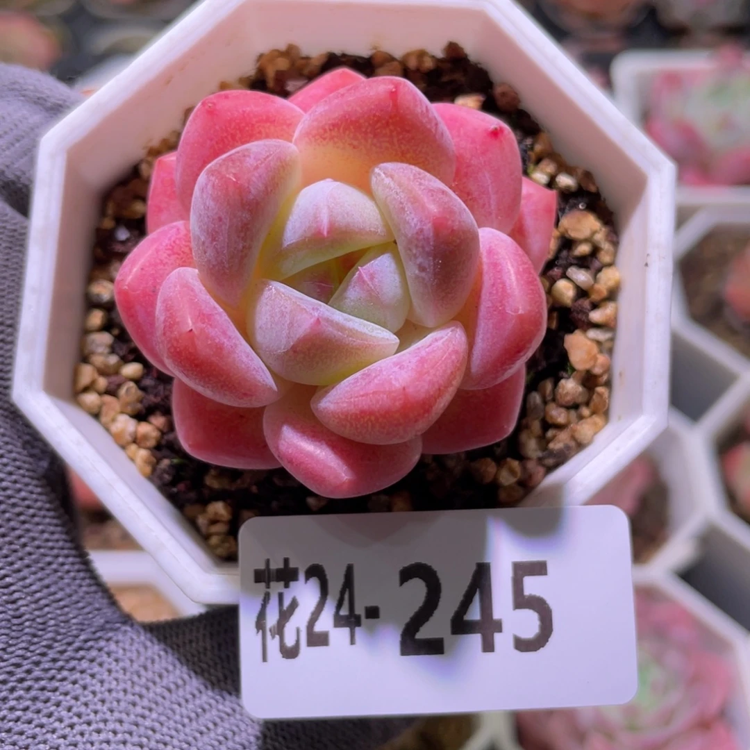 花利美24-245刚毅