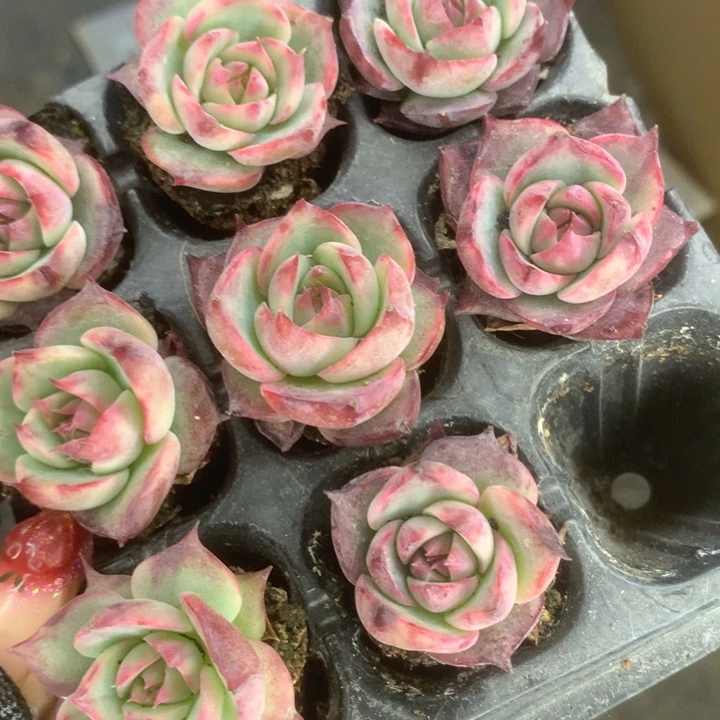 惊鸿仙子 拍5发6颗。（满9.99包邮不满9.99发叶子）