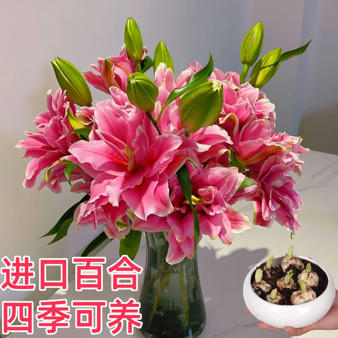 【香水百合种球】多年生庭院重瓣浓香型正宗阳台花卉百合花进口种球