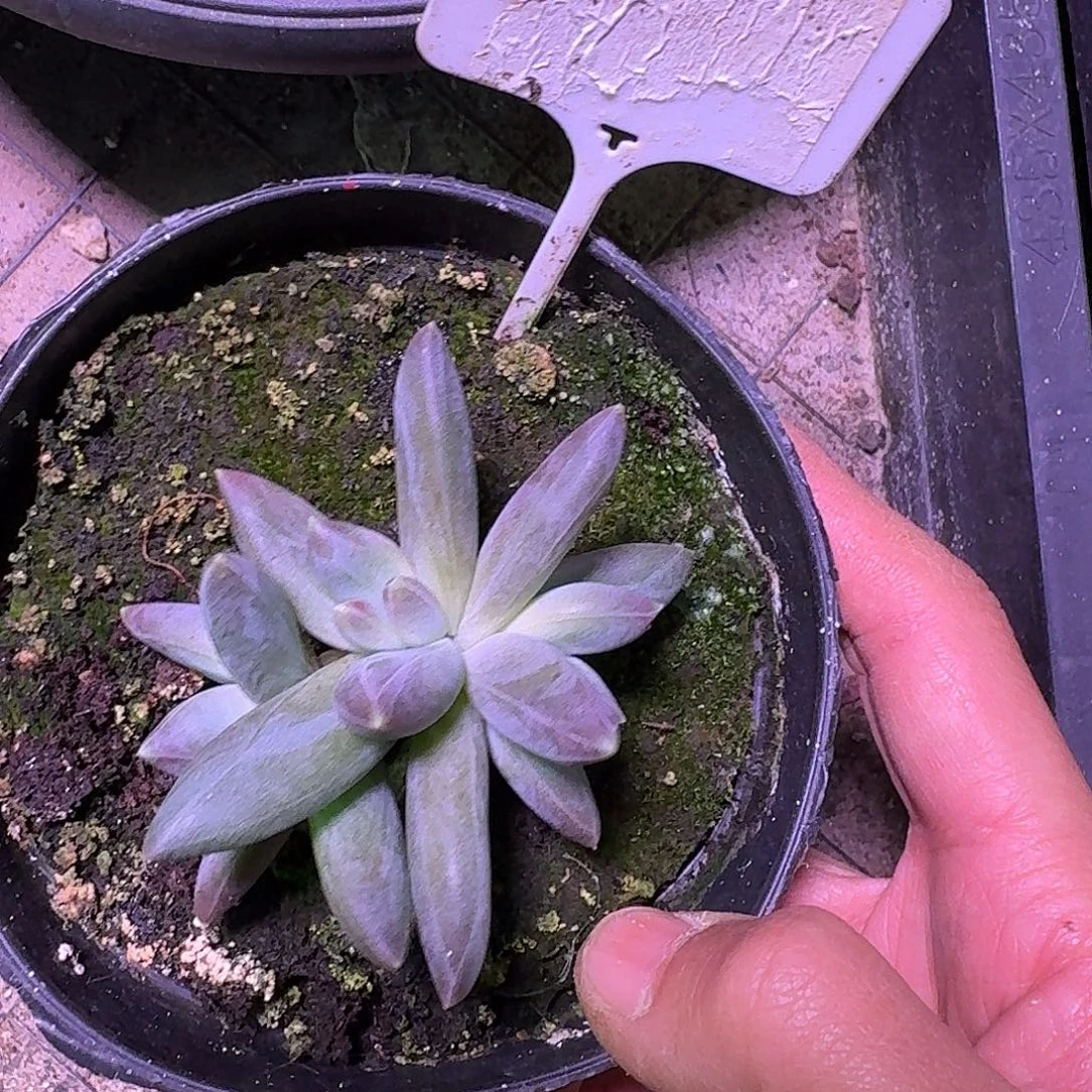 雪戴丽6666666666666667