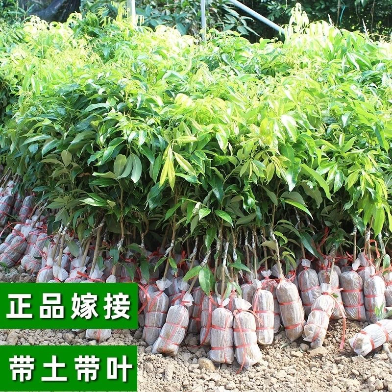 无核荔枝嫁接苗妃子笑荔枝嫁接苗带土带叶适合南北方种植