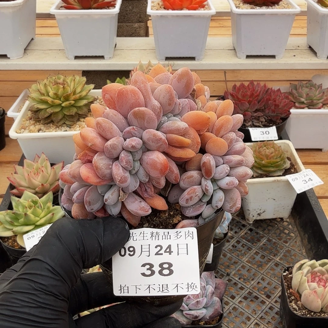 0924-38粉兔小缀化