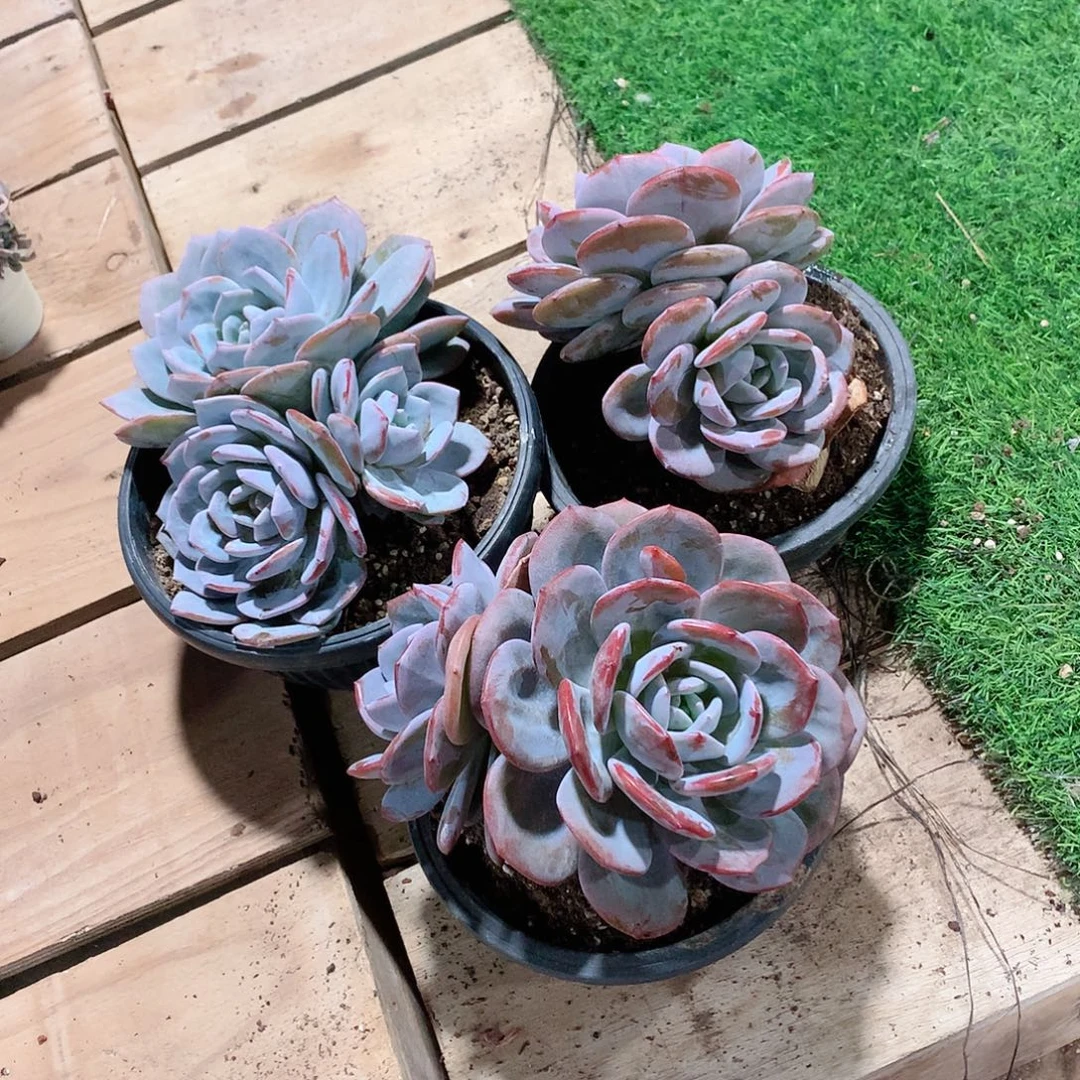 多肉植物多肉植物奶茶