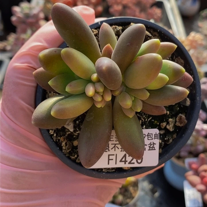 金蝉6cm420多肉植物