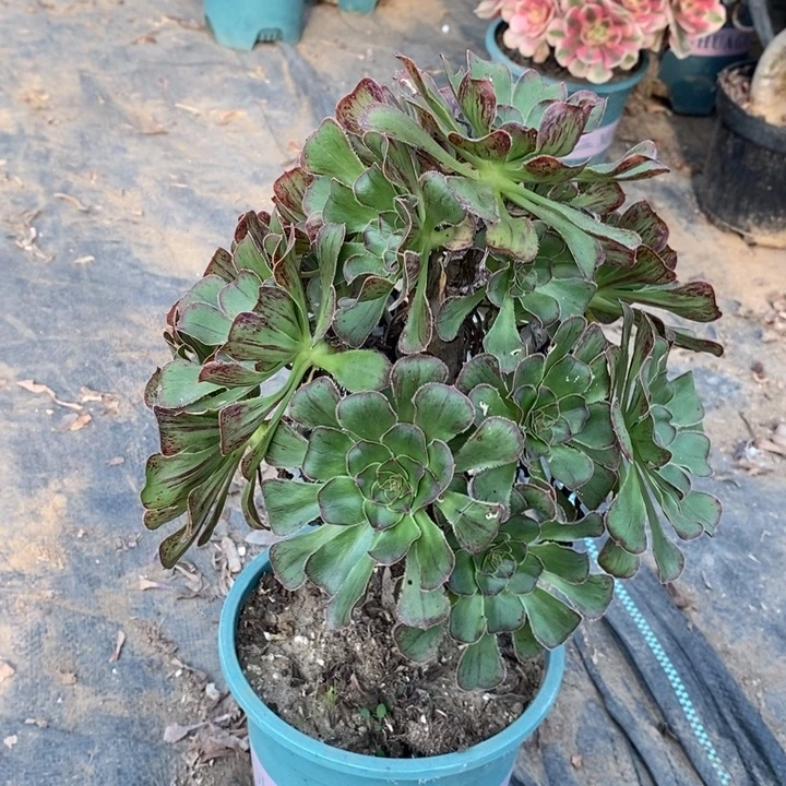 拉丝锦79多肉植物法师法师