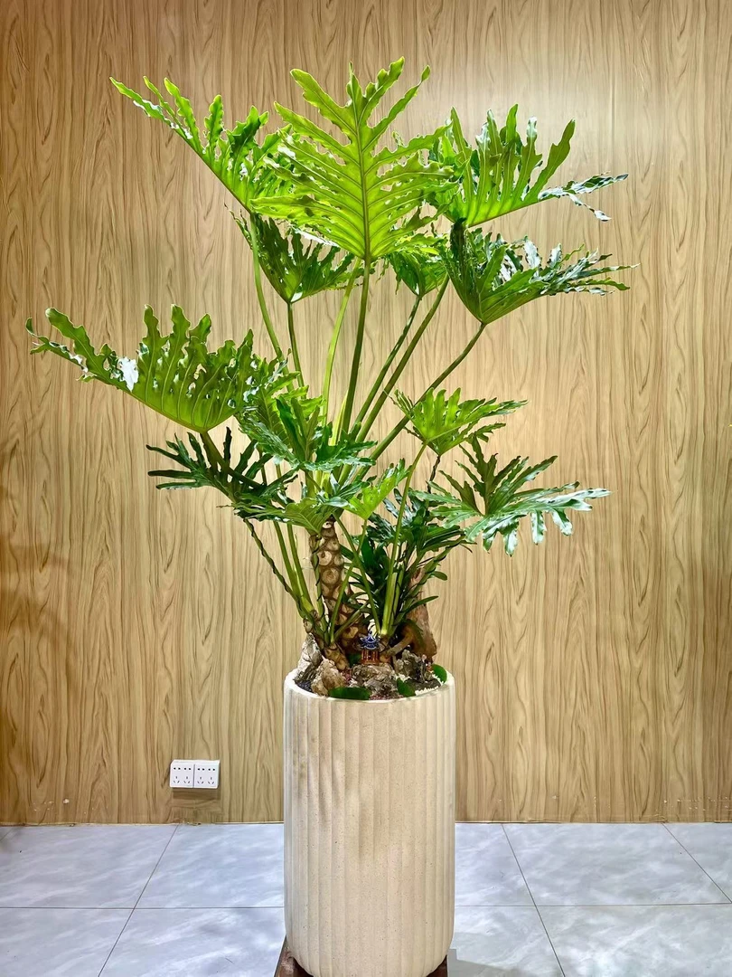 【一物一拍】龙鳞春羽老桩土培室内绿植净化空气