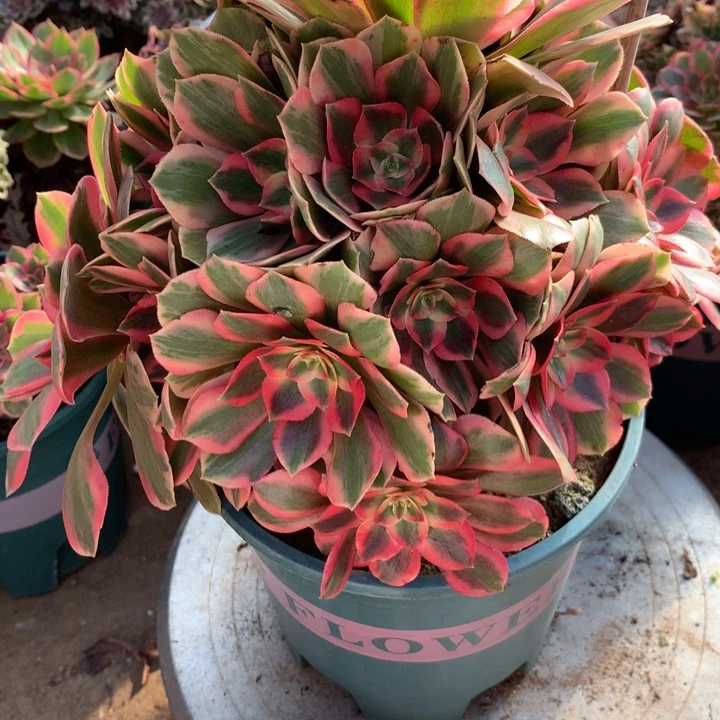 594女妖多肉植物特价