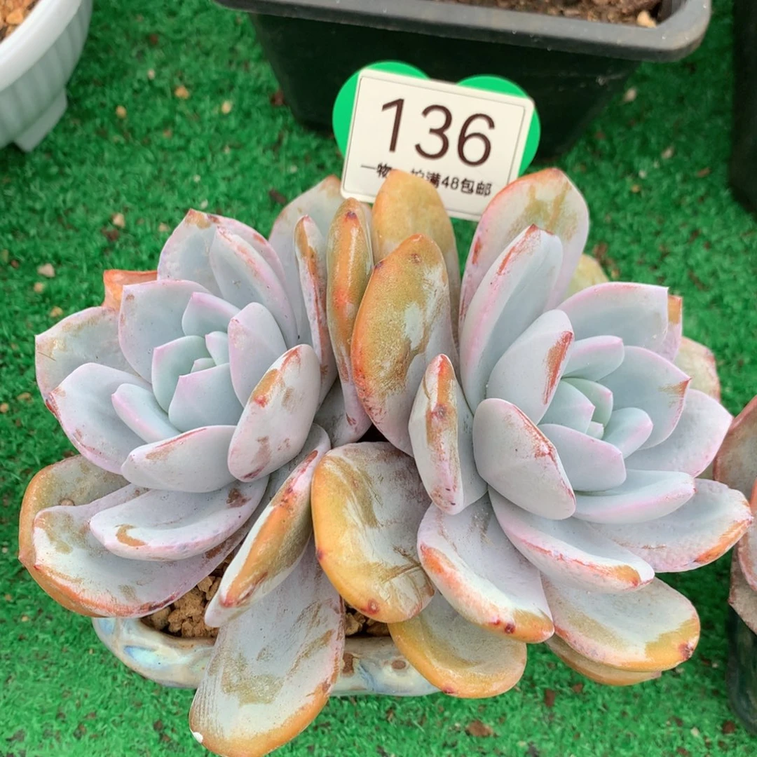 韩版奶茶老桩无砍136